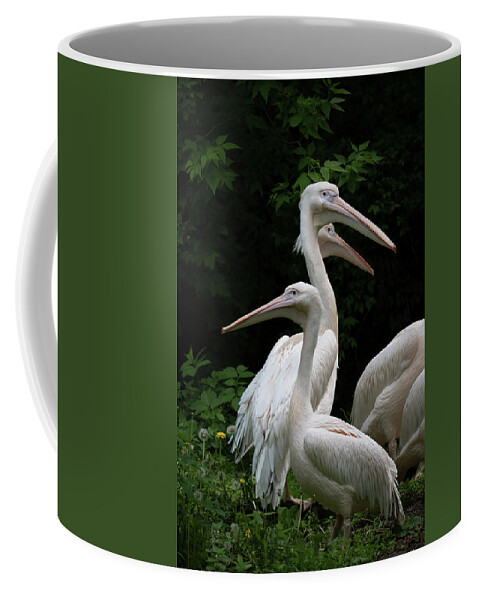 Pelican Coffee Mug featuring the photograph Eastern White Pelican Birds by Artur Bogacki