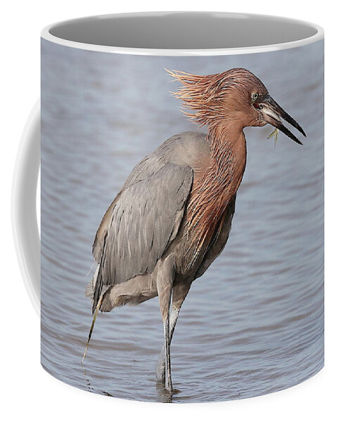 Reddish Egret Coffee Mug featuring the photograph Eating a Fish May Need Greater Efforts by Mingming Jiang