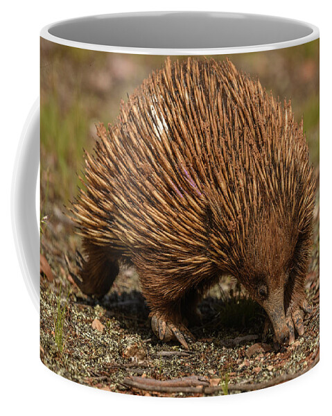 Wildlife Coffee Mug featuring the photograph Echidna MF07 by Werner Padarin