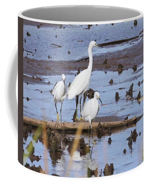 Snowy Egrets Coffee Mug featuring the photograph Egrets 4222 by John Moyer