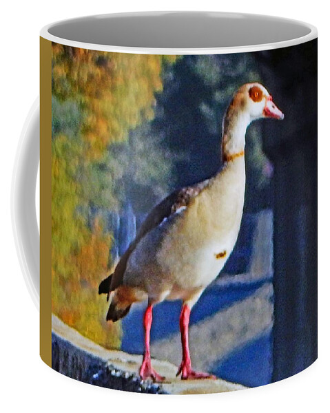 Bird Coffee Mug featuring the photograph Egyptian Goose On Wall by Andrew Lawrence