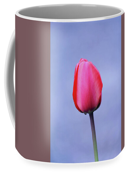 Pink Tulip Coffee Mug featuring the photograph Elegant Pink Tulip With Lavender Color Background by Tracie Schiebel