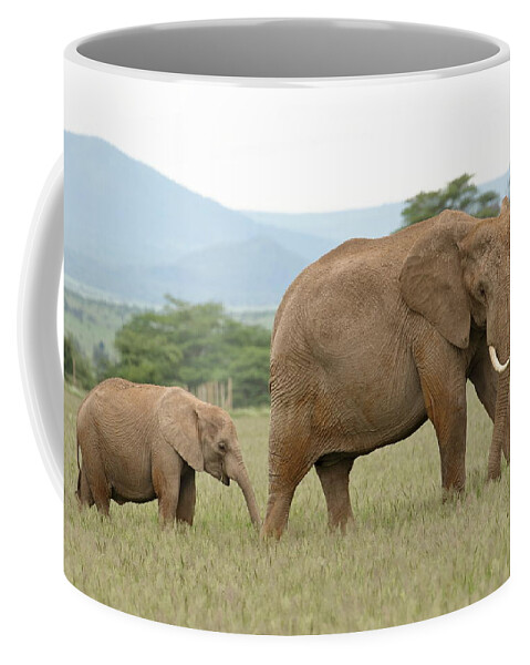Africa Coffee Mug featuring the photograph Elephant and Calf At Amboseli by Steve Wolfe