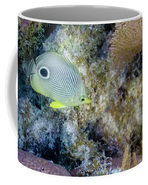 Animals Coffee Mug featuring the photograph Eligible by Lynne Browne