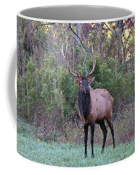 Elk Coffee Mug featuring the photograph Elk - 7597 by Jerry Owens