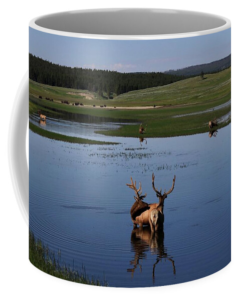 Elk Coffee Mug featuring the photograph Elk and Bison at the lake. by Yvonne M Smith