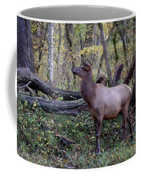Elk Coffee Mug featuring the photograph Elk Cow Strikes a Pose - Smoky Mountains by Susan Rissi Tregoning