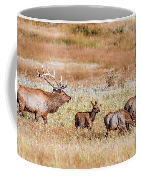 Elk Coffee Mug featuring the photograph Elk Family by Shirley Dutchkowski