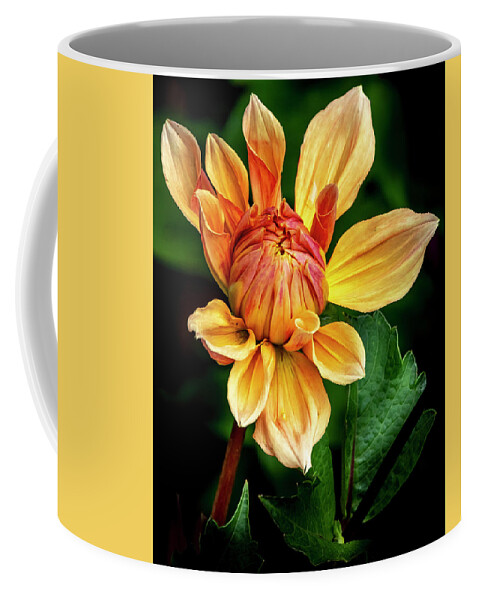 Dahlia Coffee Mug featuring the photograph Emerging Beauty - Dahlia Flower by Harold Rau
