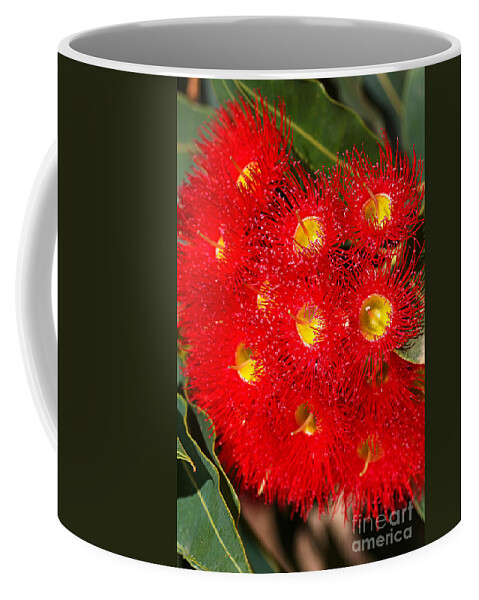 Corymbia Ficifolia Coffee Mug featuring the photograph Eucalyptus Red Flowers by Joy Watson