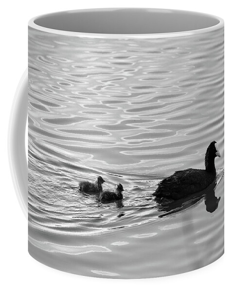 Fulica Atra Coffee Mug featuring the photograph Eurasian Coot and offspring in Ria Formosa, Portugal. Monochrome by Angelo DeVal