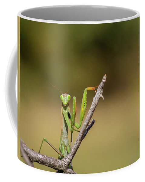 Ameles Decolor Coffee Mug featuring the photograph European mantis - Mantis religiosa by Jivko Nakev