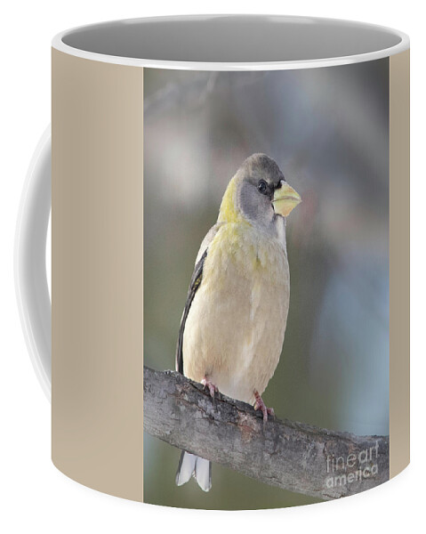 Grosbeak Coffee Mug featuring the photograph Evening Grosbeak by Nikki Vig