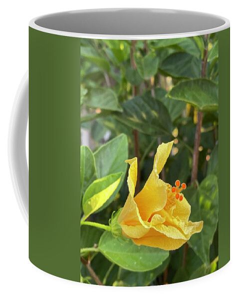 Photograph Coffee Mug featuring the photograph Evening Hibiscus by Beverly Read