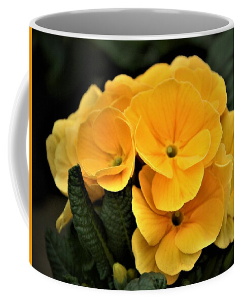 Evening Primrose Coffee Mug featuring the photograph Evening Primrose, Gold by Nancy Ayanna Wyatt