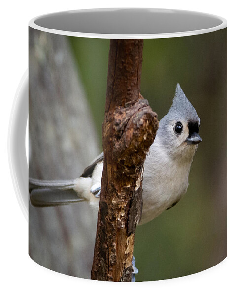 Bird Coffee Mug featuring the photograph Eye Contact by Linda Bonaccorsi