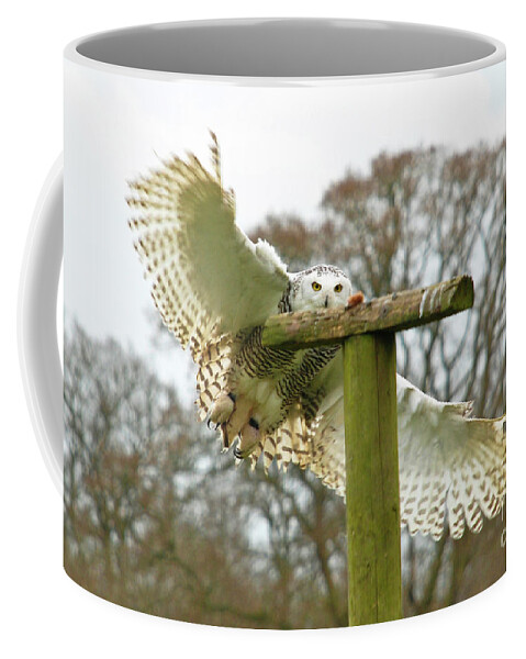 Snowy Owl Swooping Cotswold Falconry Centre Perch Focus Coffee Mug featuring the photograph Eyes on the Prize by Richard Gibb