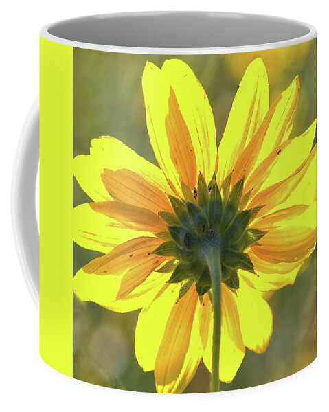Sunflower Coffee Mug featuring the photograph Facing the sun by Bob Falcone