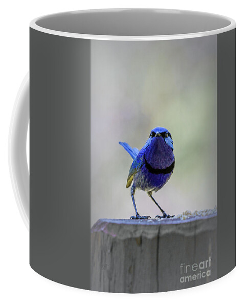 Bird Coffee Mug featuring the photograph Fairy Wren with Attitude by Elaine Teague