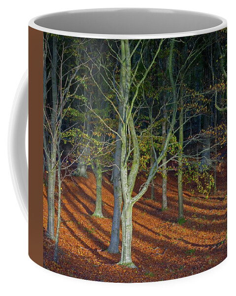 Scotland Coffee Mug featuring the photograph Scotland Romantic Fairytale Woods Late Autumn by OBT Imaging