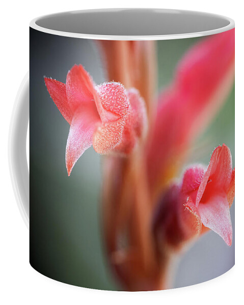 Fakahatchee Beaked Orchid Coffee Mug featuring the photograph Fakahatchee Beaked Orchid Closeup1 by Rudy Wilms