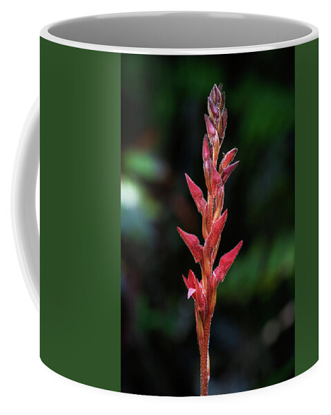 Fakahatchee Beaked Orchid Coffee Mug featuring the photograph Fakahatchee Beaked Orchid Side View by Rudy Wilms