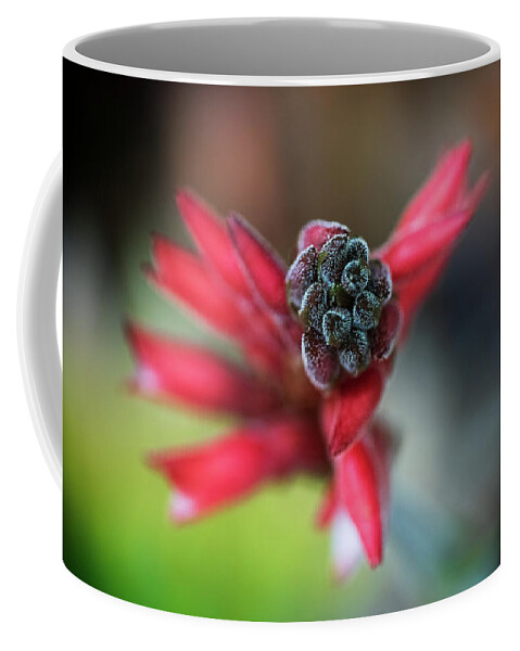 Fakahatchee Beaked Orchid Coffee Mug featuring the photograph Fakahatchee Beaked Orchid Top View by Rudy Wilms