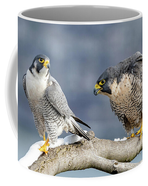 Birds Coffee Mug featuring the photograph Falcons in Winter by Kevin Suttlehan