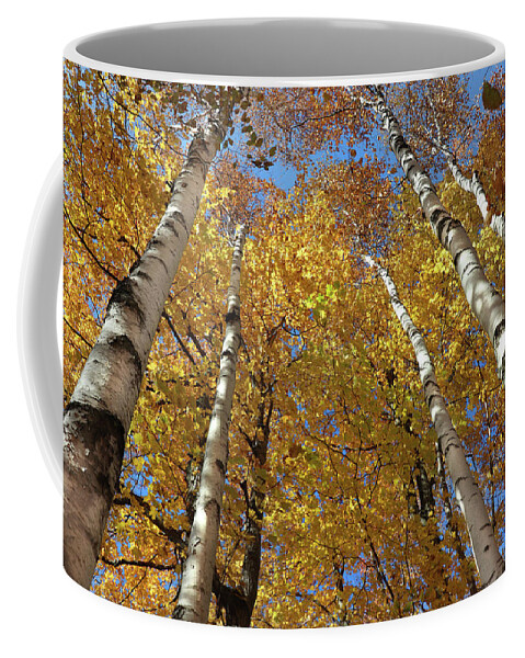 White Birch Trees Coffee Mug featuring the photograph Fall Birch Perspective by David T Wilkinson
