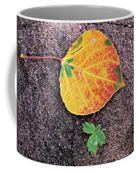 Fall Coffee Mug featuring the photograph Fall Colors on Rock by Bob Falcone