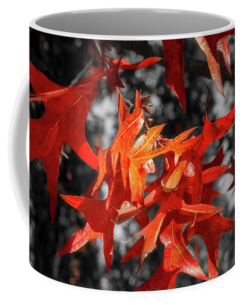 Fall Coffee Mug featuring the photograph Fall Leaves-1 by John Kirkland