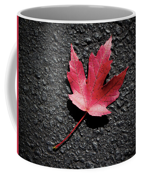 2014 Coffee Mug featuring the photograph Fall Maple Leaf by Charles Floyd