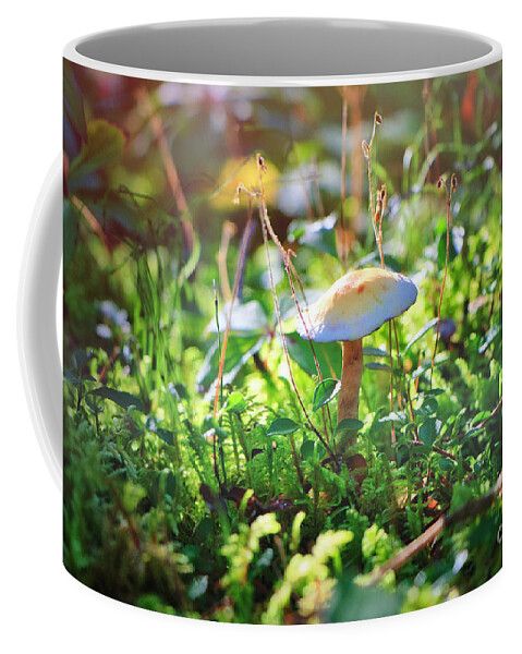 Mushroom Coffee Mug featuring the photograph Fall Mushroom by Thomas Nay