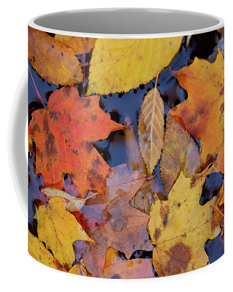 Leaves Coffee Mug featuring the photograph Fallen Leaves by Doug McPherson