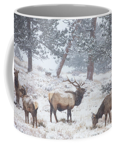 Elk Coffee Mug featuring the photograph Family Man by Darren White