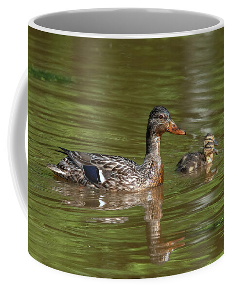 Nature Coffee Mug featuring the photograph Family of Mallard Ducks DWF0242 by Gerry Gantt