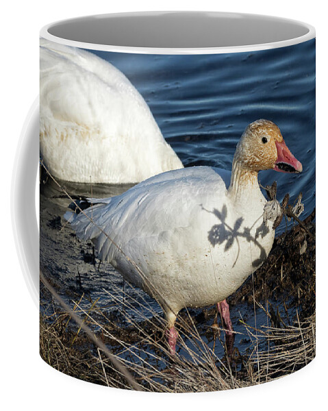 Snow Geese Coffee Mug featuring the photograph Fat Snow Goose on the Shore by Kathleen Bishop