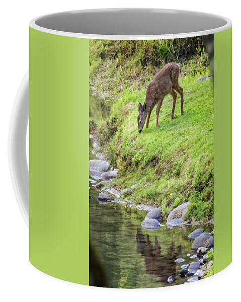 Fawn Coffee Mug featuring the photograph Fawn on the McKenzie, No. 5 by Belinda Greb