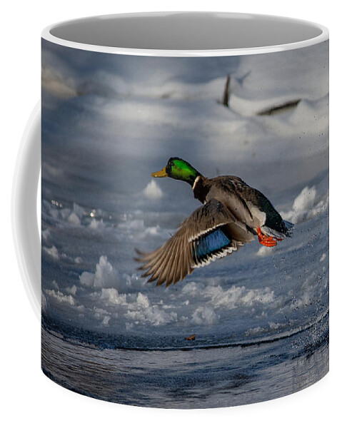 Bird Coffee Mug featuring the photograph Feathers on Display by Linda Bonaccorsi