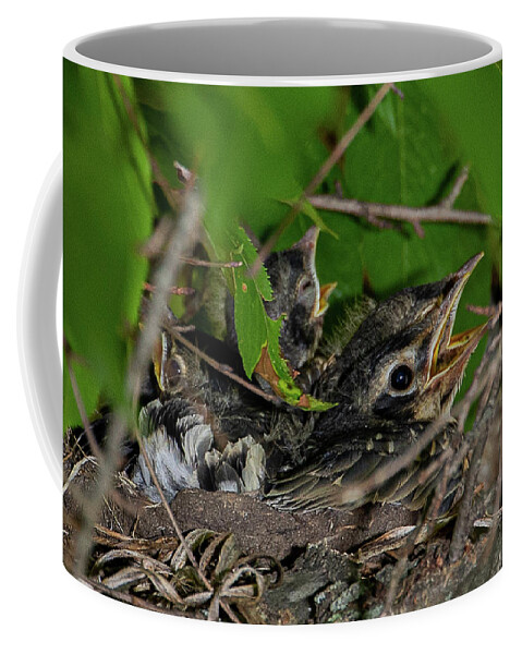 Baby Coffee Mug featuring the photograph Feed Us by Denise Kopko