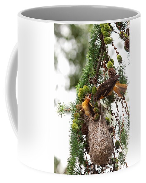 Oriole Coffee Mug featuring the photograph Feeding Time by Jayne Carney