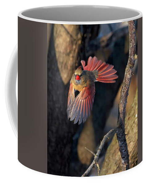 Cardinal Coffee Mug featuring the photograph Female Cardinal in Flight by Flinn Hackett