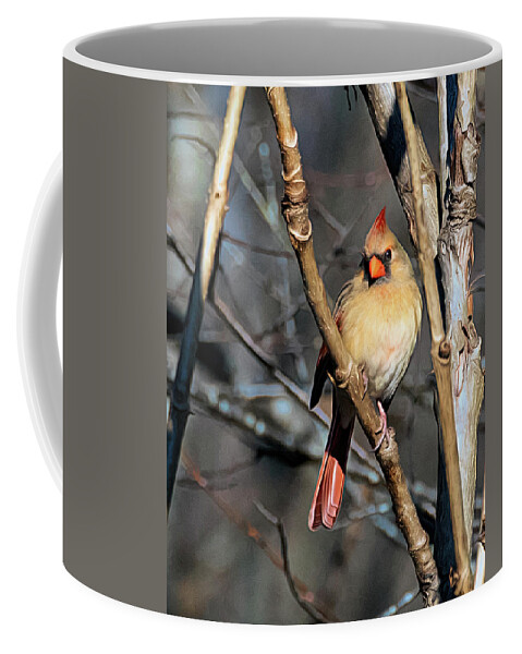 Female Cardinal Coffee Mug featuring the photograph Female Cardinal in Morning Suun by Jaki Miller