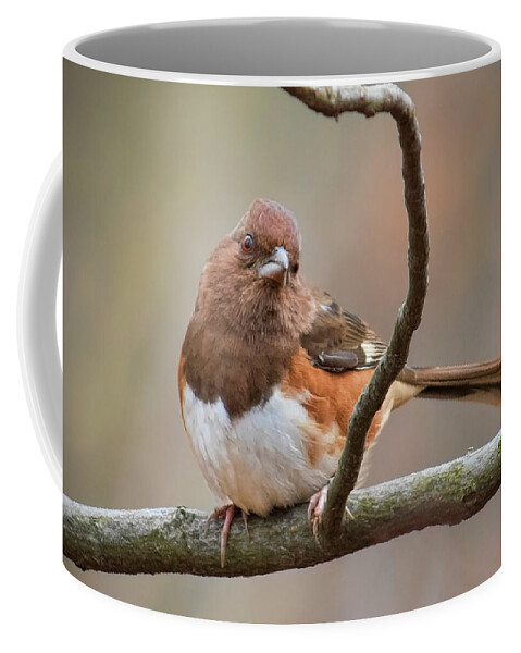 Towhee Coffee Mug featuring the photograph Female Eastern Towhee by Ron Grafe