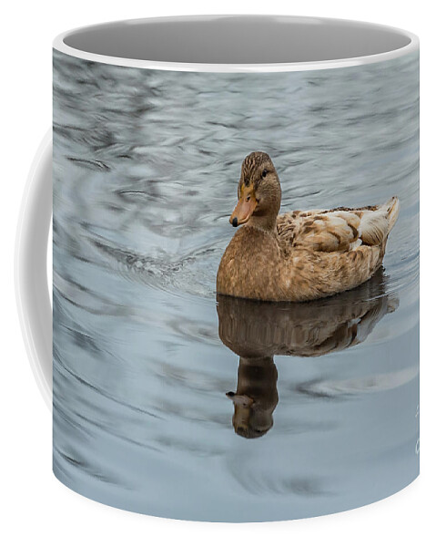 Anas Platyrhynchos Coffee Mug featuring the photograph Female Mallard Duck in a Pond in Seattle by Nancy Gleason