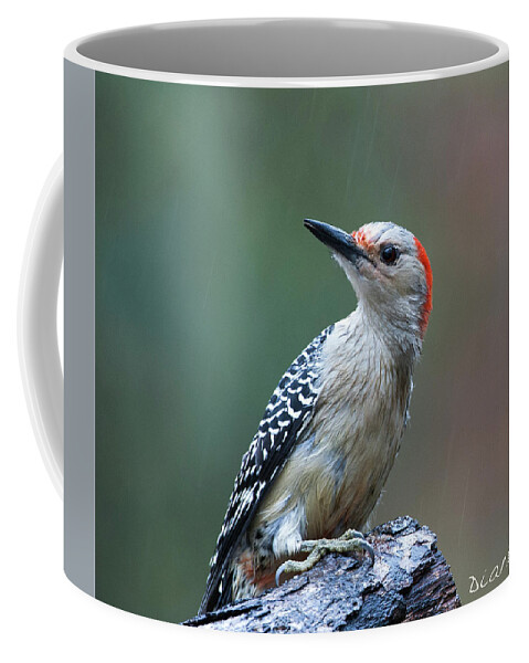 Female Red-bellied Woodpecker Coffee Mug featuring the photograph Female Red-bellied woodpecker caught in the rain by Diane Giurco