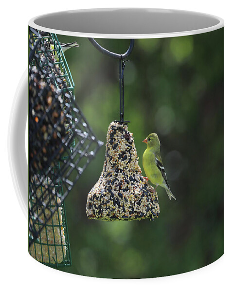 Wild Birds Coffee Mug featuring the photograph Female Yellow Finch by Terry Cork