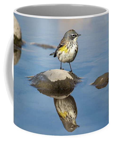 Wild Coffee Mug featuring the photograph Female Yellow-rumped Warbler by Celine Pollard