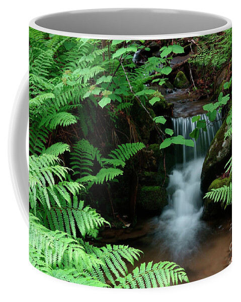 Spring Coffee Mug featuring the photograph Ferns and small stream by Kevin Shields