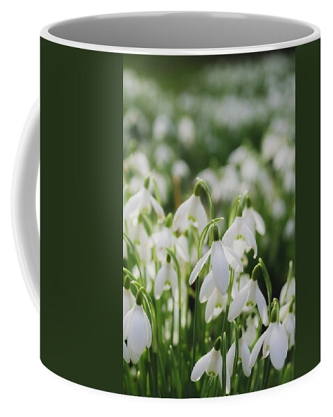 Background Coffee Mug featuring the photograph Field of snowdrops by Scott Lyons